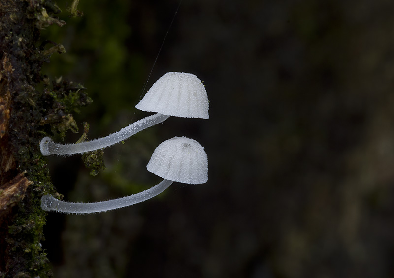 Mycena tenerrima